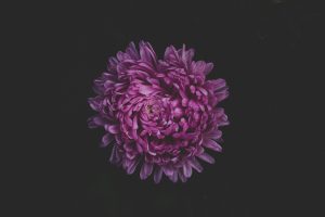 Peaceful Lavender Mix