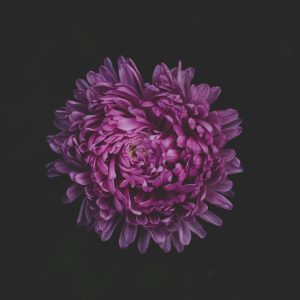 Peaceful Lavender Mix