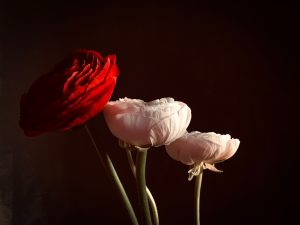 Wildflower Magic