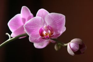 Elegant Orchid Vase