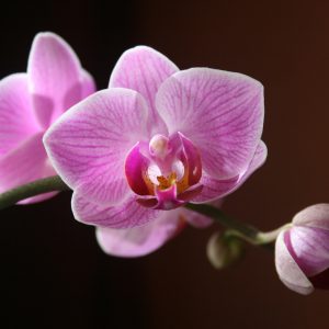 Elegant Orchid Vase