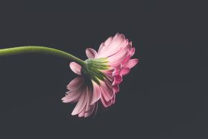Mother’s Day Garden