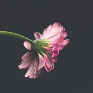 Mother’s Day Garden